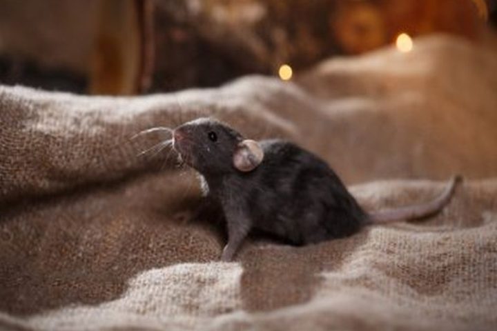 Battling Rats: Pest Control Measures That Work